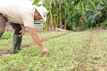 Agricultura en Artemisa