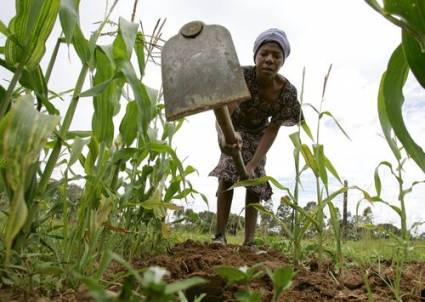 Agricultura en Sudáfrica