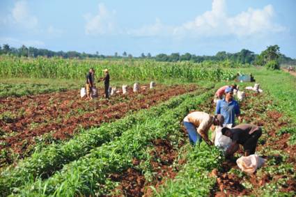 Agricultura en Alquízar