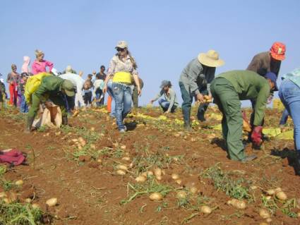 Al campo los jóvenes de Ciego de Ávila