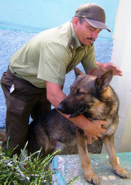 Los «superpoderes» de los perros policías