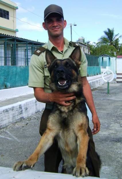 Perros policías