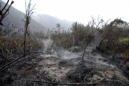 El terror de los bosques