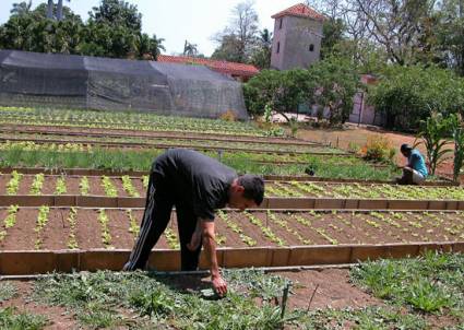 Agricultura urbana