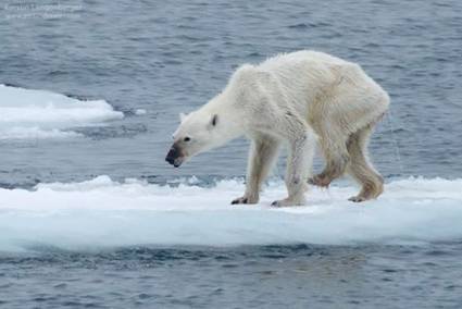 Fotografía de una osa polar desnutrida