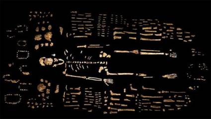 Homo naledi