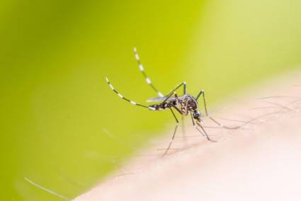 El dengue tiene cuatro serotipos y sería necesario inmunizar contra cada uno de ellos.