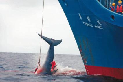 Ballenas cazadas por Japón