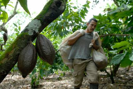 Cosecha del cacao