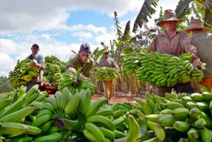 Producción de alimentos en Cuba