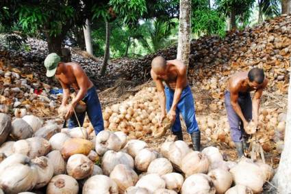 Zonas más ricas en cocoteros