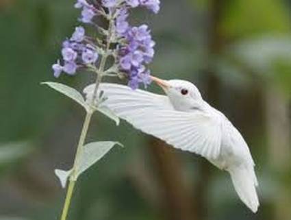 Colibri