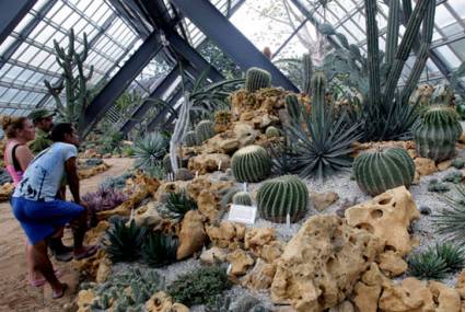 Exposición de especies vivas de cáctus y suculentas 