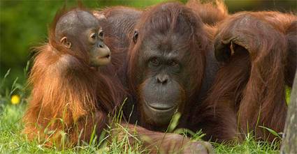 Orangután de Borneo