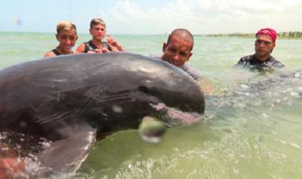 Desde su aparición en la bahía matancera, los delfines fueron asistidos con las atenciones requeridas