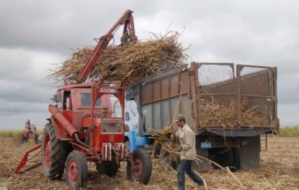 Trabajador de la caña