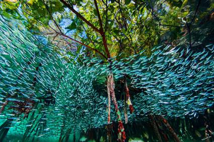 Peces rey arremolinándose entre los arrecifes de coral en Cuba