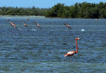 Ciénaga de Zapata