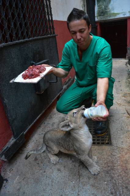Alimentación de los animales en el zoológico