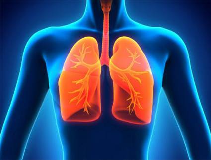 Pulmones