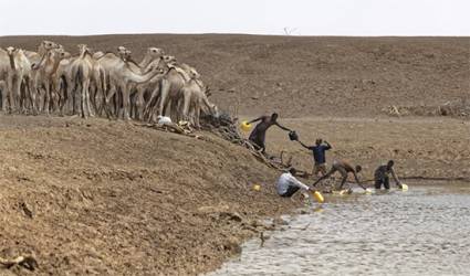 Camellos