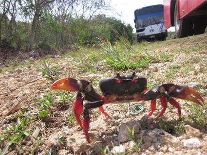 Cangrejo rojo