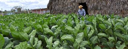 La exclusividad de los puros cubanos radica en que toda su composición y fortaleza crece en nuestras tierras