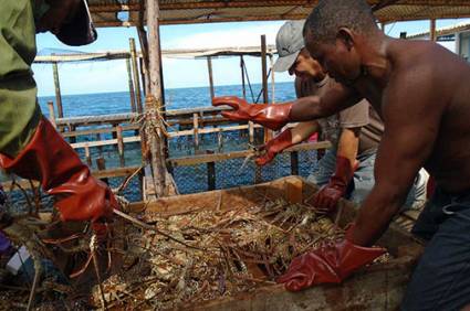 Pesca de langostas