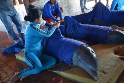 Delfines del Complejo Recreativo Delfinario-Cable