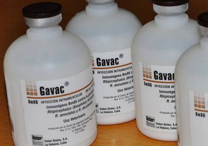 Gavac