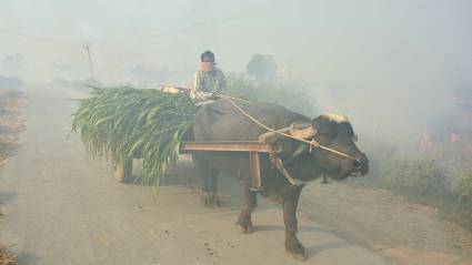 Contaminación del aire en la capital de la India