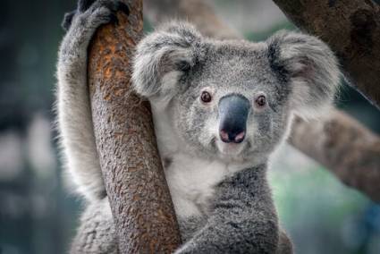 Los koalas