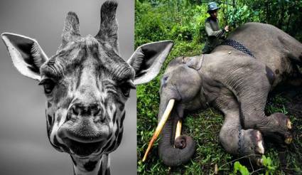 Especies en extinción