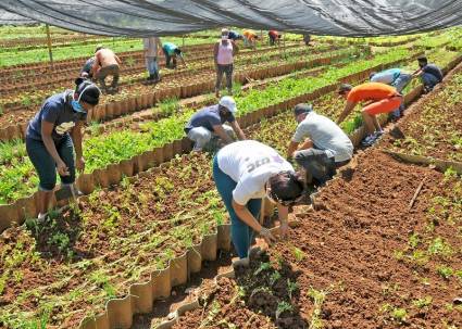 Jóvenes cubanos se sumaron a la siembra de lechuga y apio en el organopónico La Giraldilla