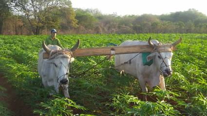 Joven agricultor Yosdeni García Pérez
