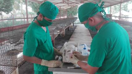 Joel Pérez Paz (derecha) y Javier Díaz Cruz (izquierda) atienden  los animales del laboratorio del CIGB espirituano en la Universidad