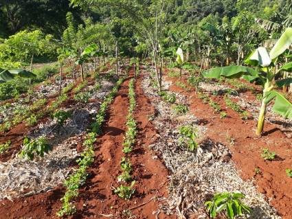 Tecnología vietnamita en la producción cafetalera