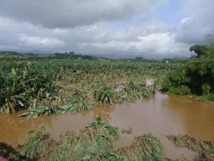 En Las inmediaciones del río Agabama   se han contabilizado 102 hectáreas de plátano, boniato y otros cultivos tapadas por el agua .