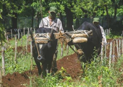 Producir más, con racionalidad y eficiencia, sin que sus márgenes de ganancias se vean afectados, una idea compartida entre los productores y la dirección del país