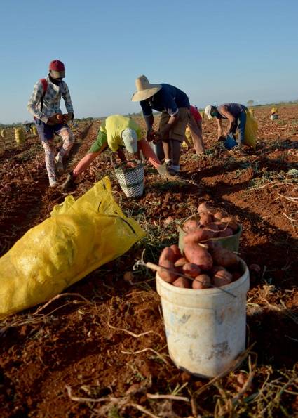 Producción de alimentos