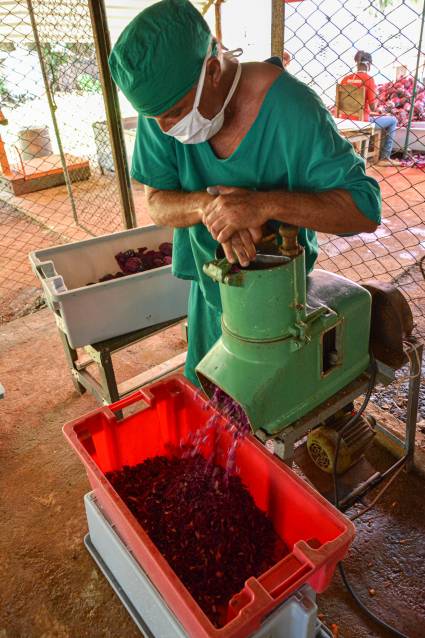 Producción de alimentos