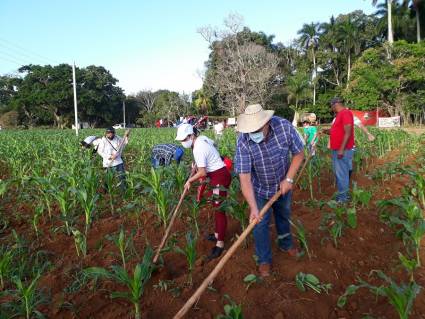 Trabajo Voluntario