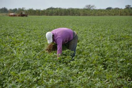 Cuba trabaja para garantizar la recuperación gradual del sistema de la agricultura. 