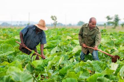 Agricultura cubana