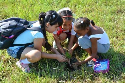 Pine planting in the cinema forest on the island of La Juventud