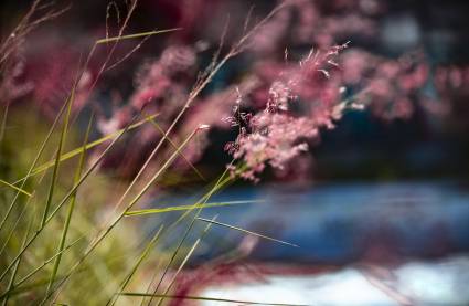 Mayo, el mes de las flores