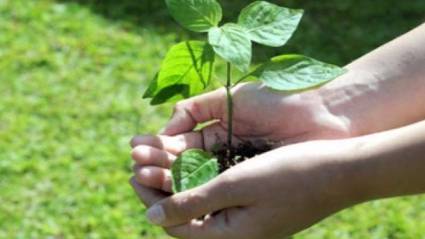 Agricultura jóven