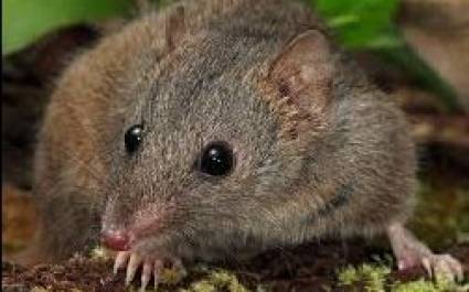 Marsupiales de Australia copulan con tal vigor e intensidad que sus machos no soportan el estrés