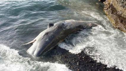 Los cachalotes son animales sociales que se congregan en pequeñas manadas