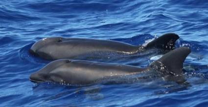 Híbrido de ballena y delfín en Hawai